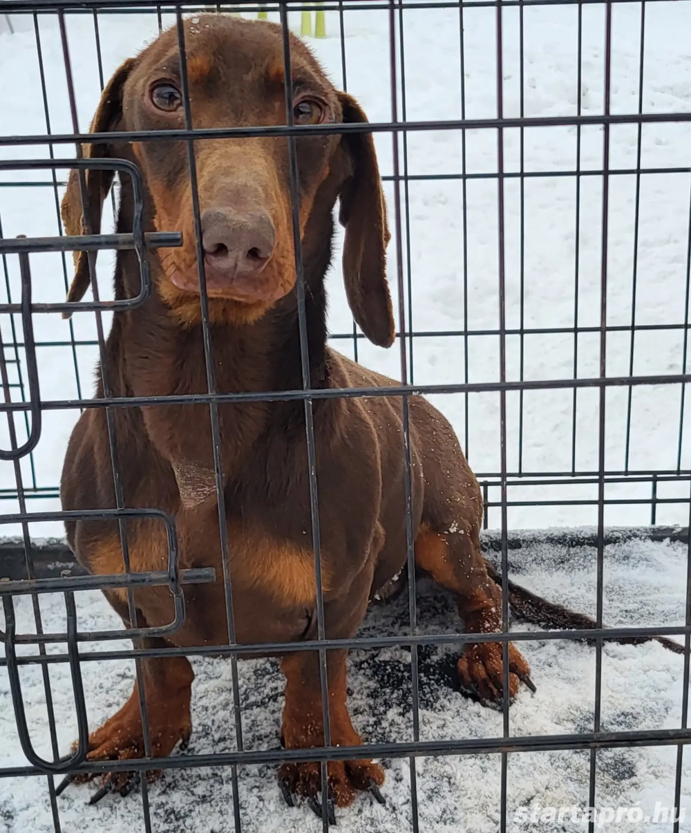 csoki kan költözne