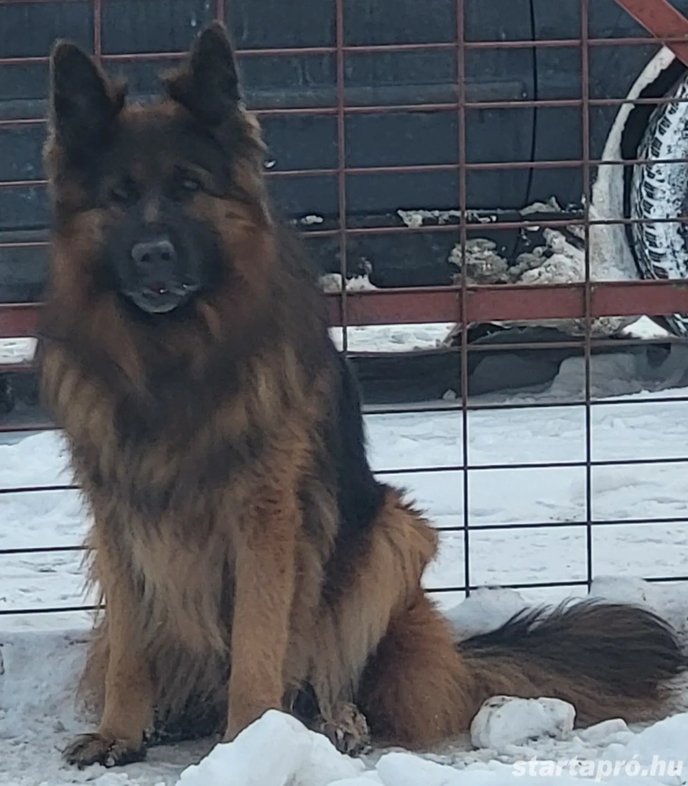 törzskönyves kan költözne