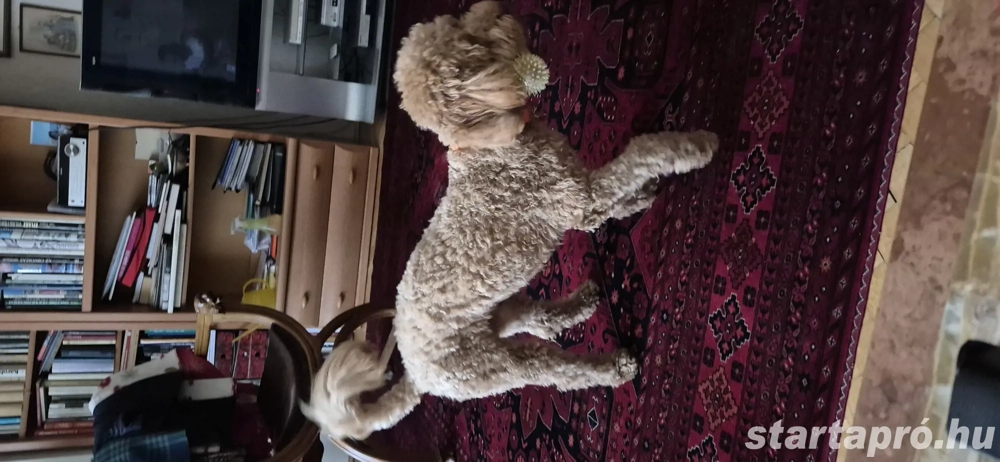 Gyönyörű pedigrés uszkár ajándékba