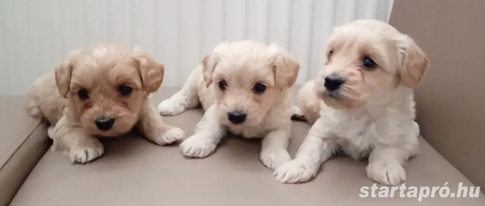 Maltipoo kiskutyák