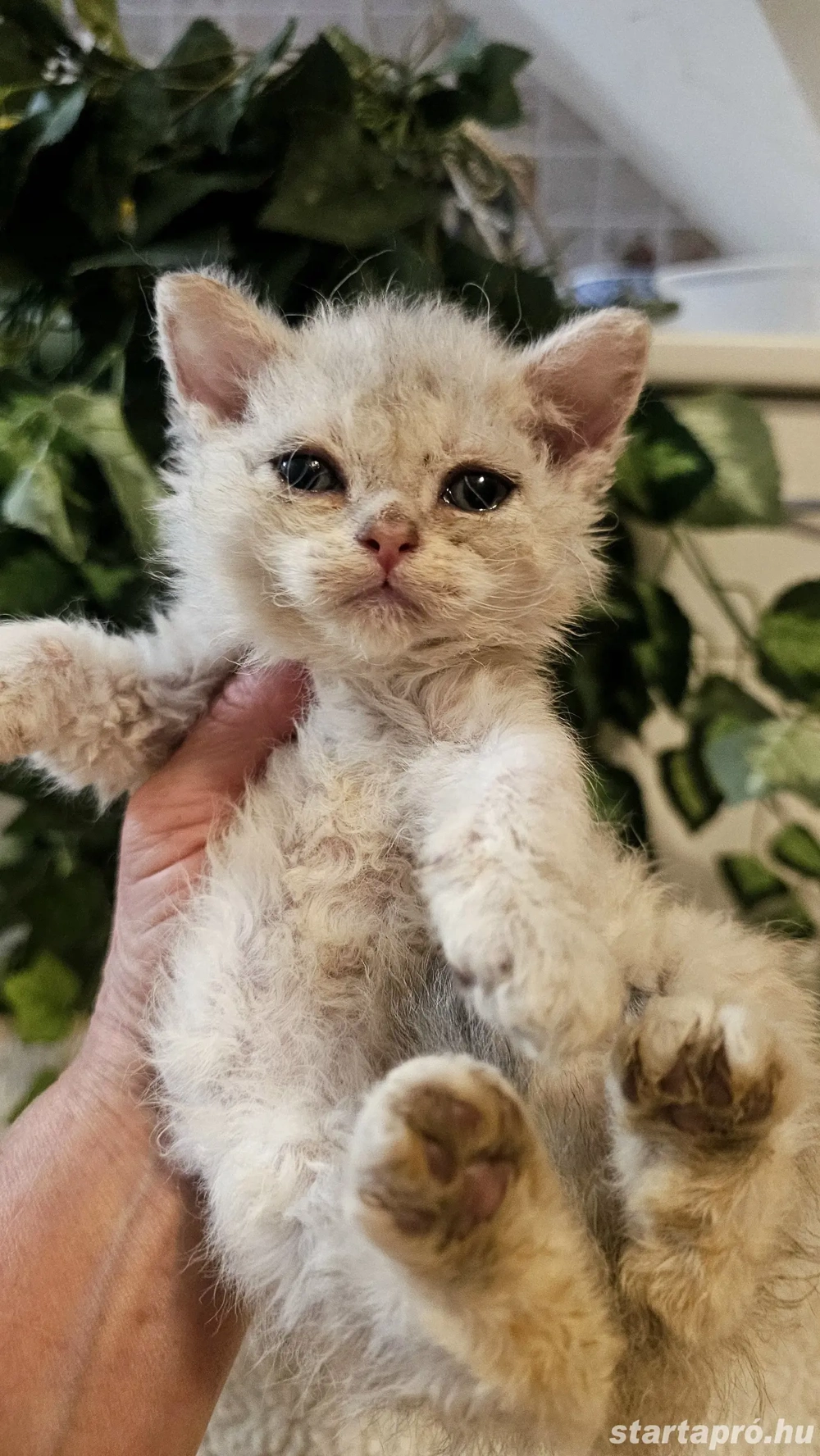 Foglalható Selkirk Rex göndör szőrű cica babák.