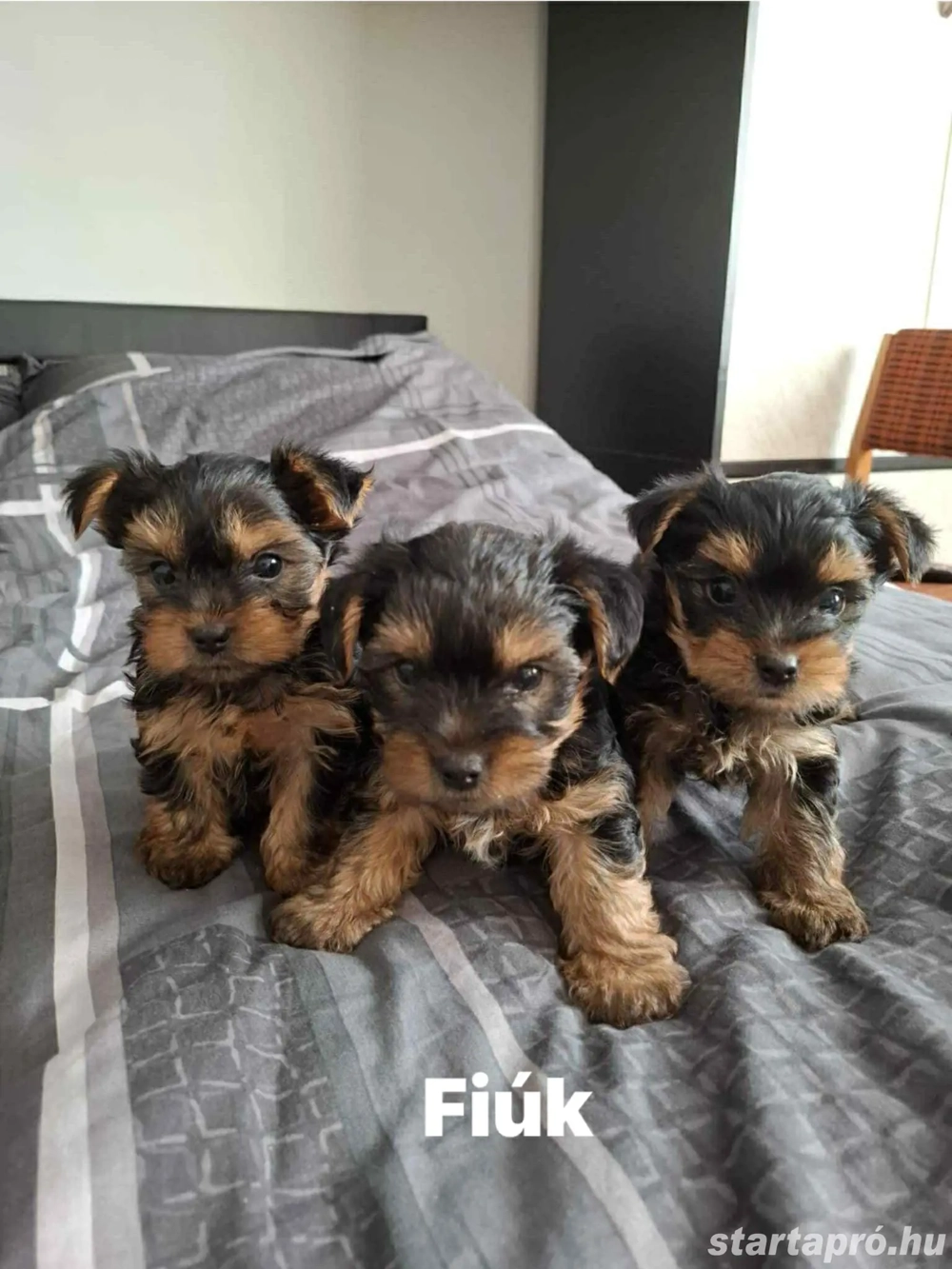 Yorkshire terrier kiskutyák