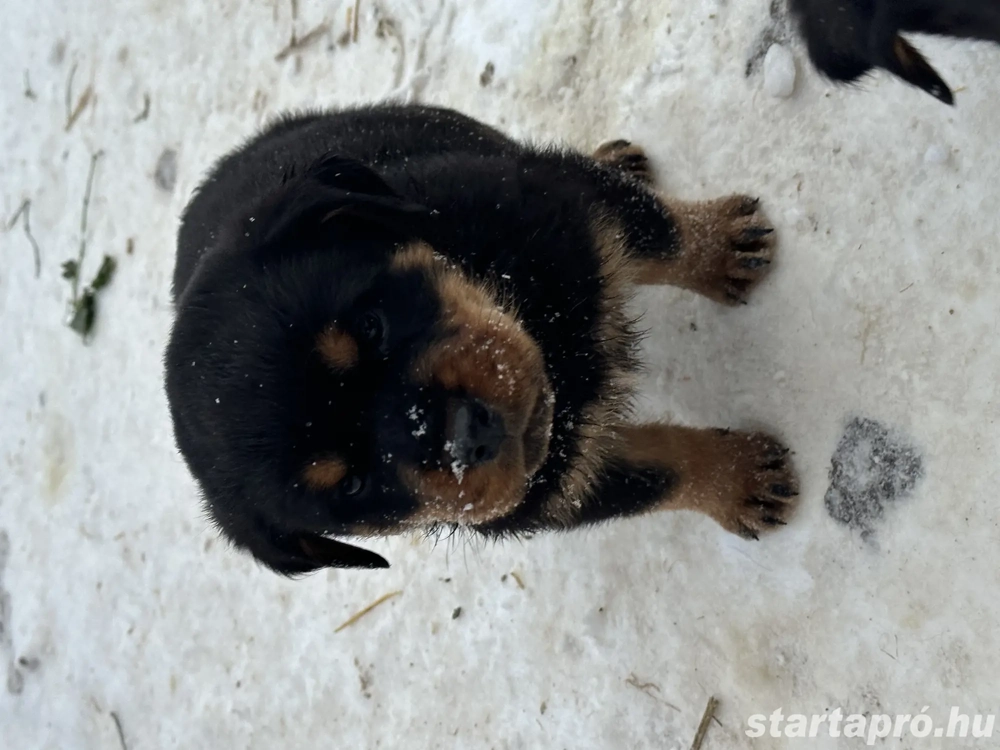 Rottweiler kiskutyák törzskönyvezett szülőktől! 