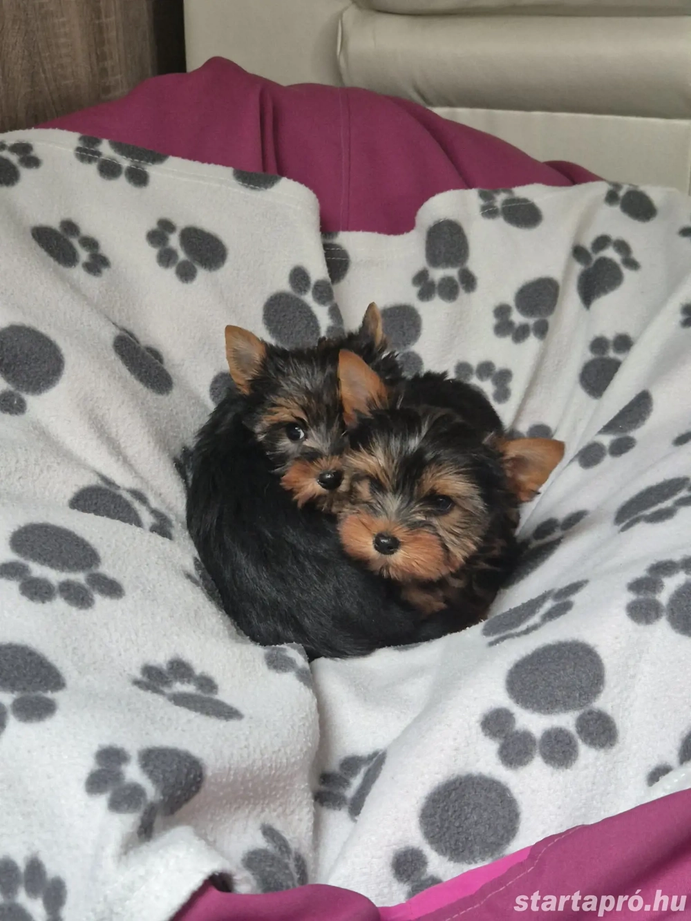 Yorki kisfiú és kislányok!