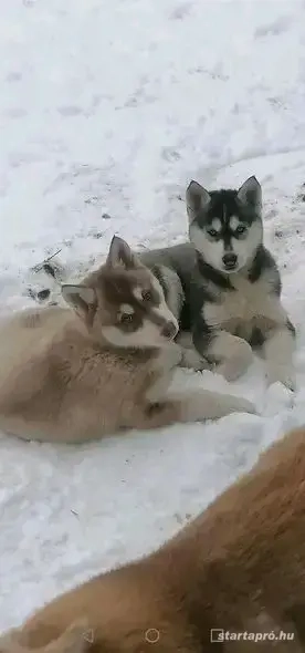 Fajtatiszta husky kutyus 
