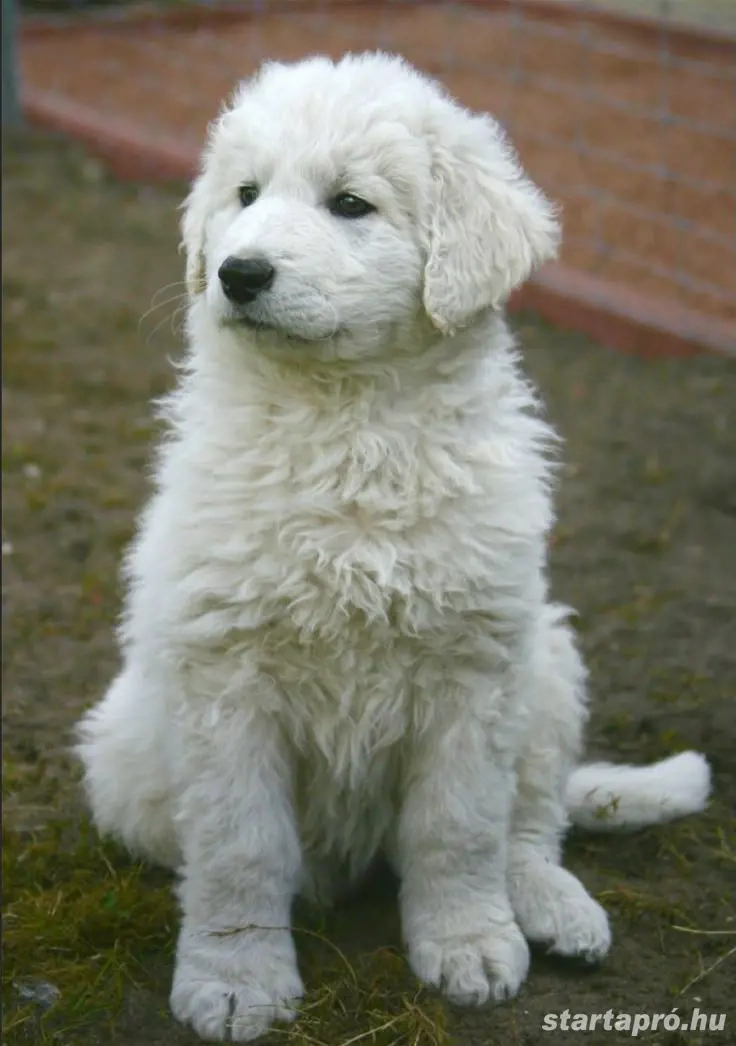 Kuvasz kölykök 