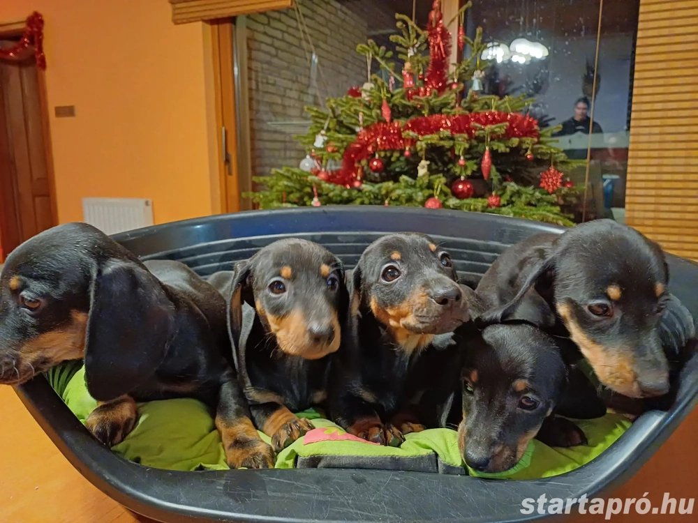 Törpe tacskó eladó