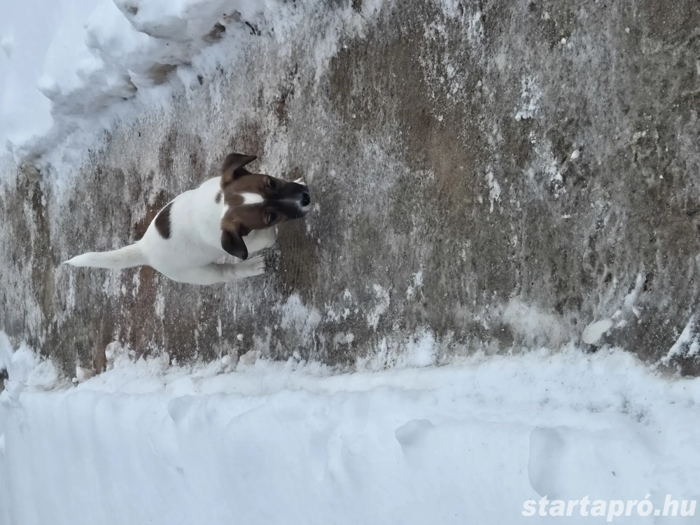 Fajtatiszta Jack Russel Terrier kislány kiskutya 
