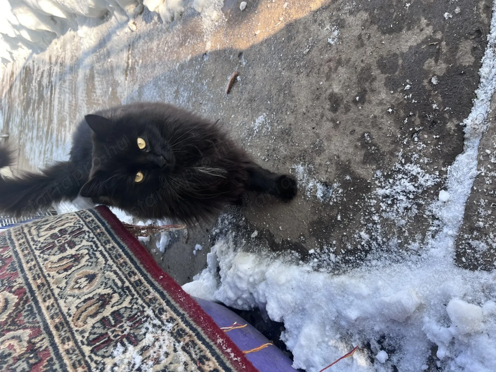 Perzsa fekete kandúr macska