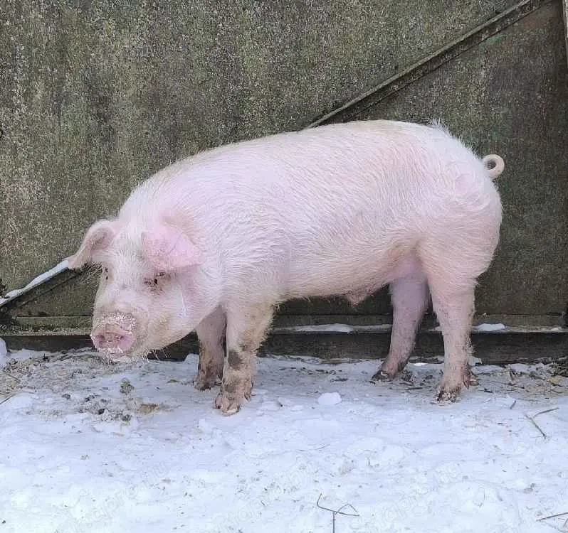 Nagyfehér X Lapály kan süldő 