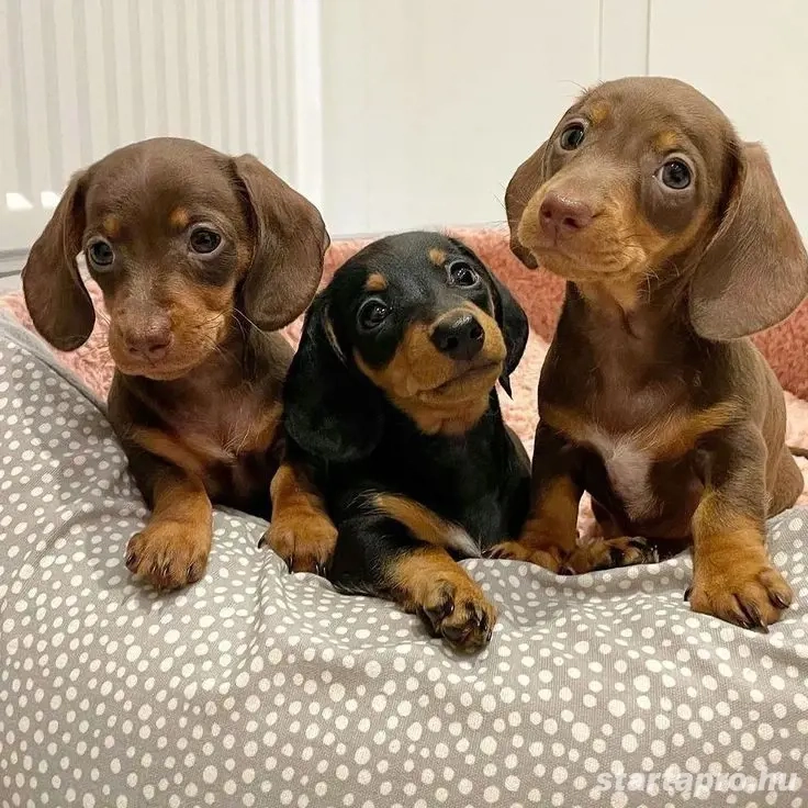 Törpe tacskó kölykök 