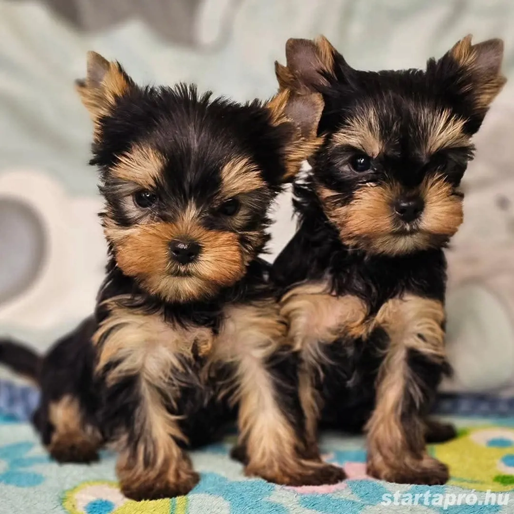 Mini yorkshrie terrier kölykök 