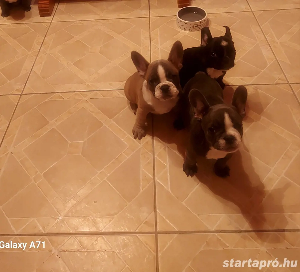 Francia Bulldog babák 