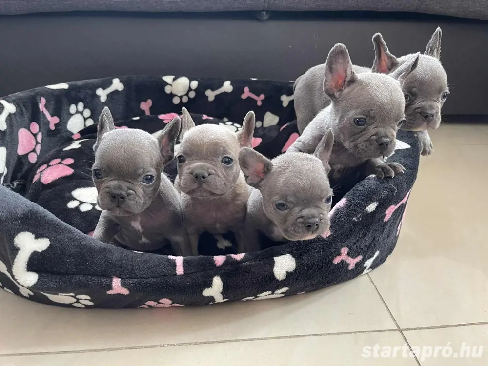 Kék Francia bulldog kiskutyák