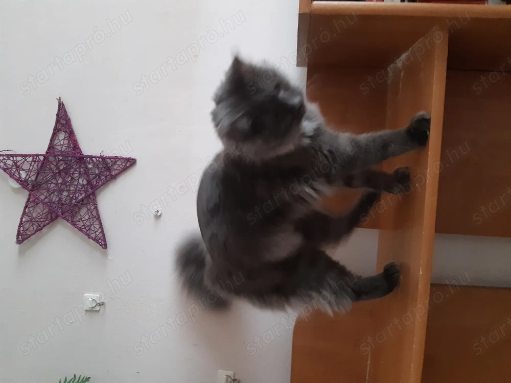 Lakcímet váltanának a fotón szereplő cicák