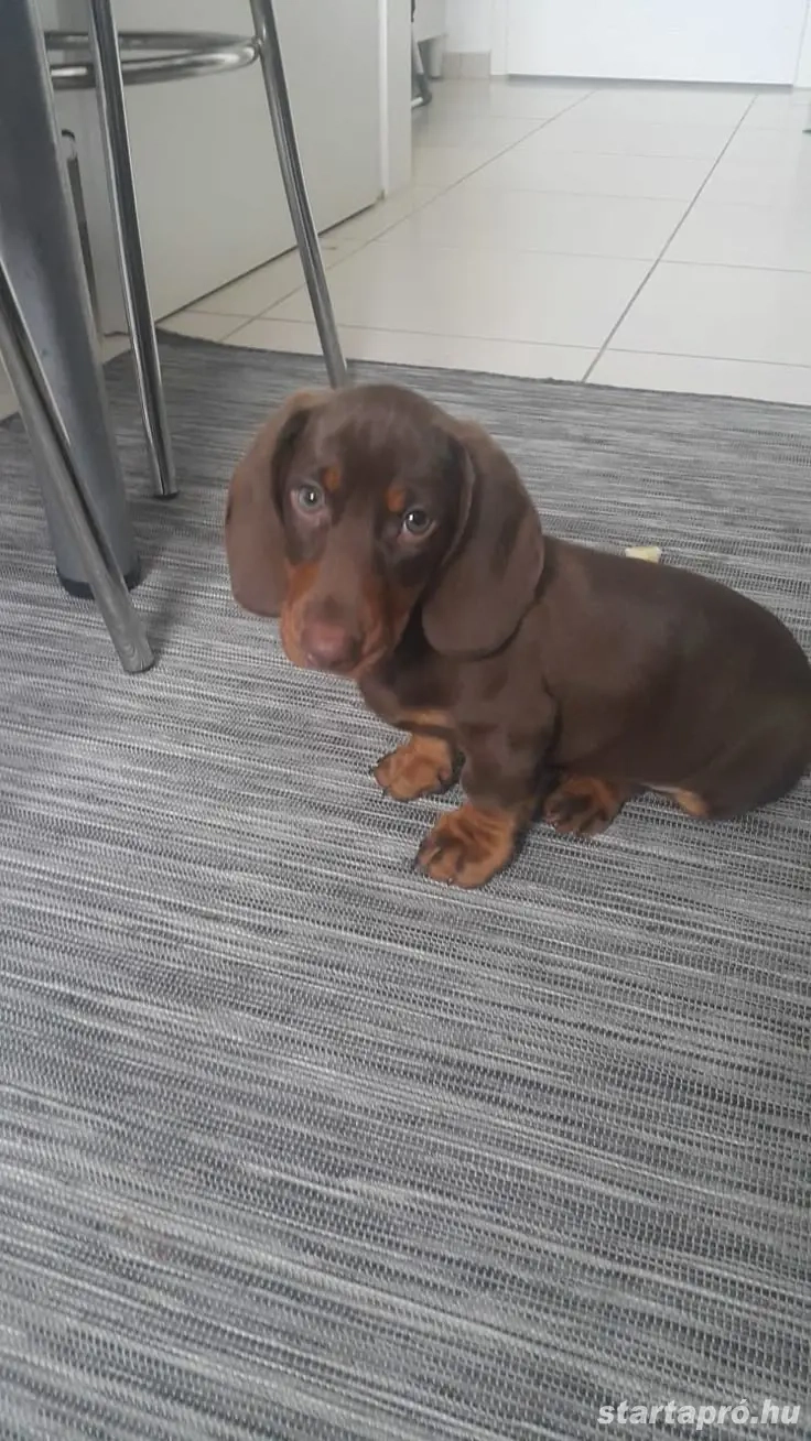 Törpe tacskó kölyök 