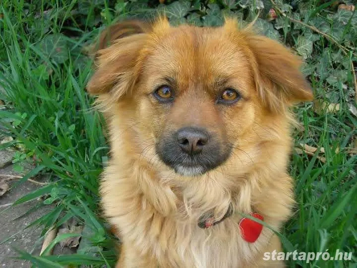 Szeged 6791 Mester 10