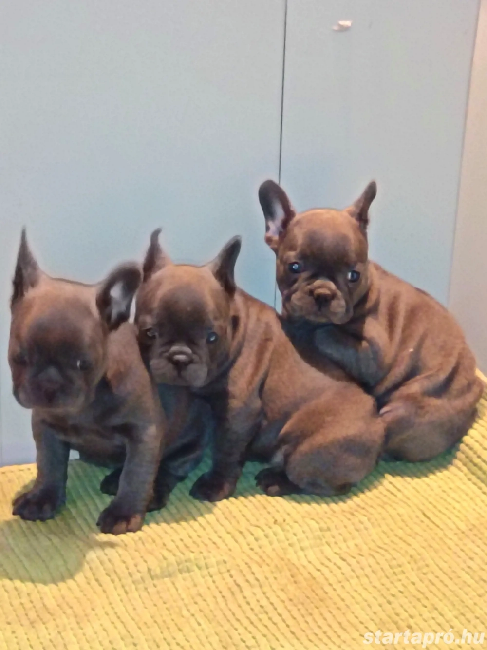 Francia bulldog kölykök 