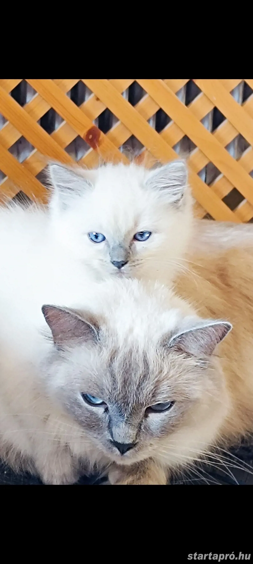 Ragdoll kiscicák eladók 