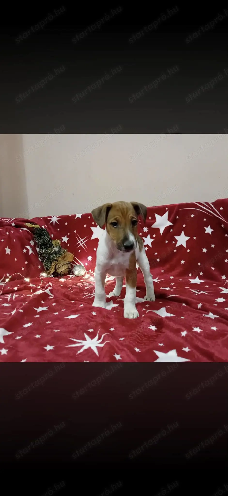 Foxi kiskutyák eladók