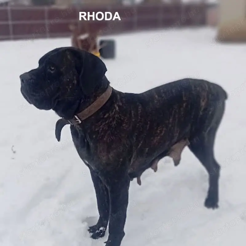 Canecorsopuppy elérhető 