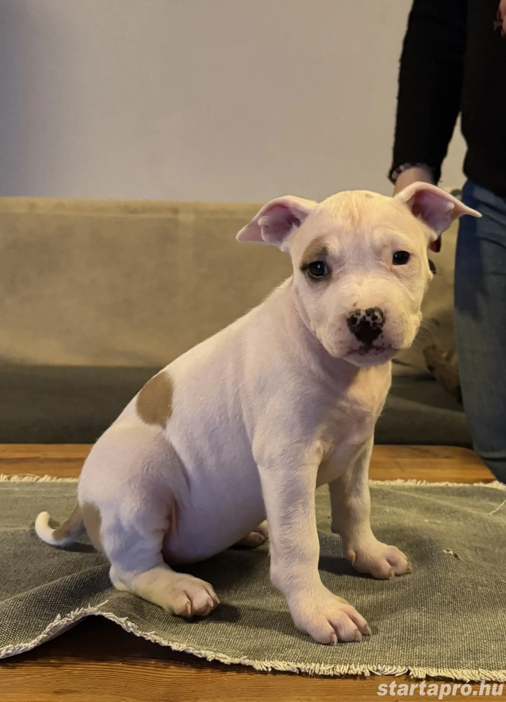 Amerikai staffordshire terrier
