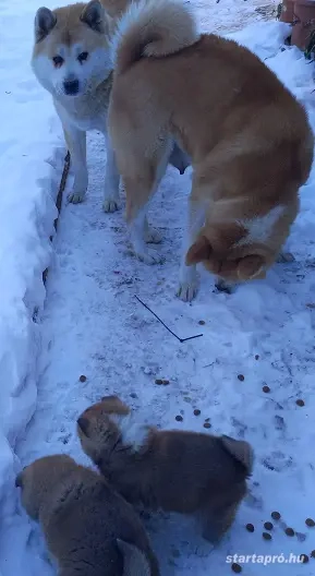 Japán Akita inu kiskutya ELADÓ