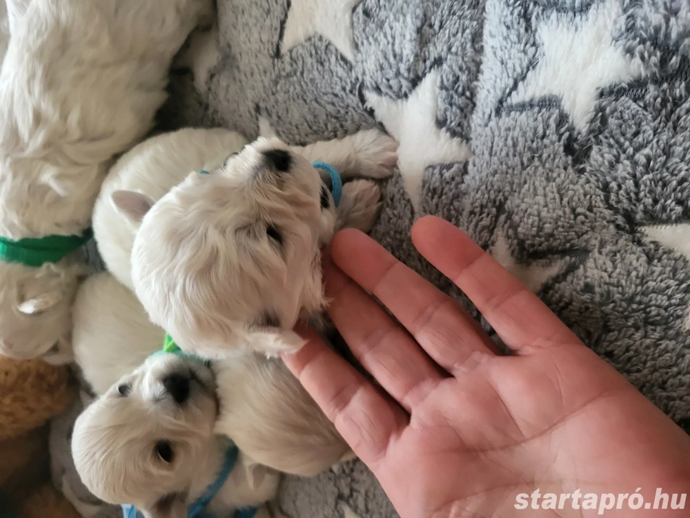 Bichon Havanase Babák Foglalhatóak