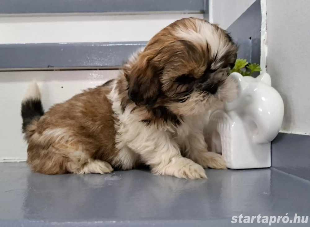 Shi tzu kiskuty k