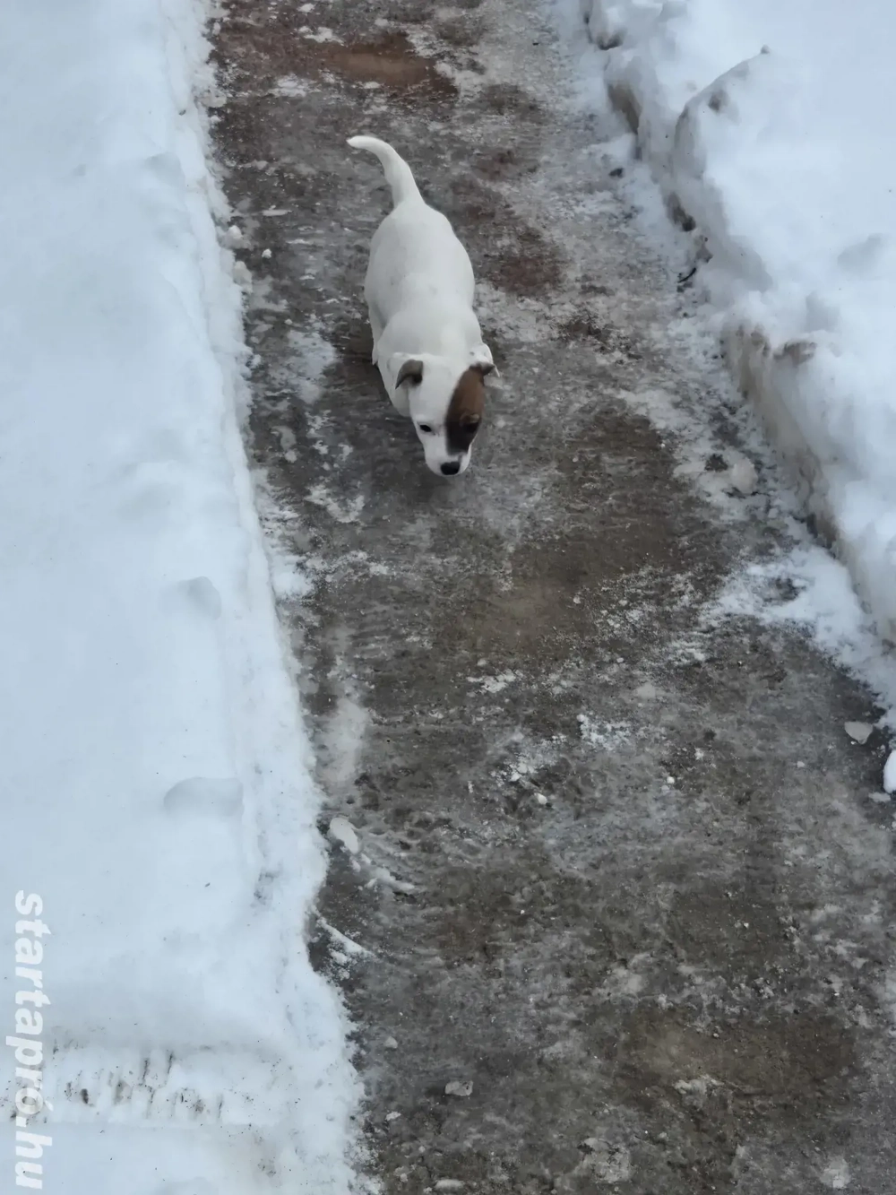 Fajtatiszta Jack Russel Terrier kislány kiskutya 