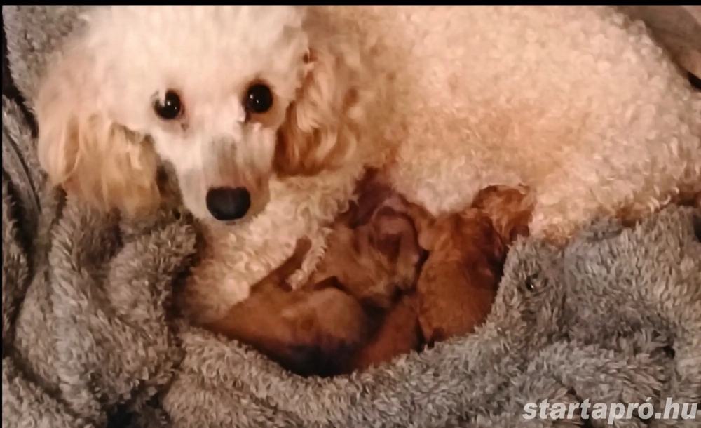 Törpe uszkár babák 