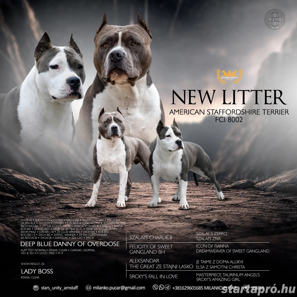 Kék amerikai stafford kölykök eladók