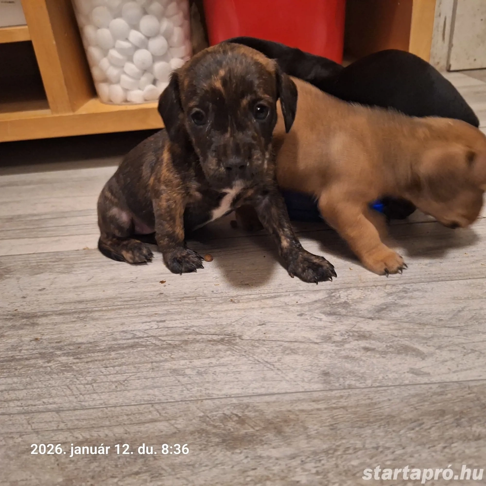 Francia Bulldog Tacsi keverék