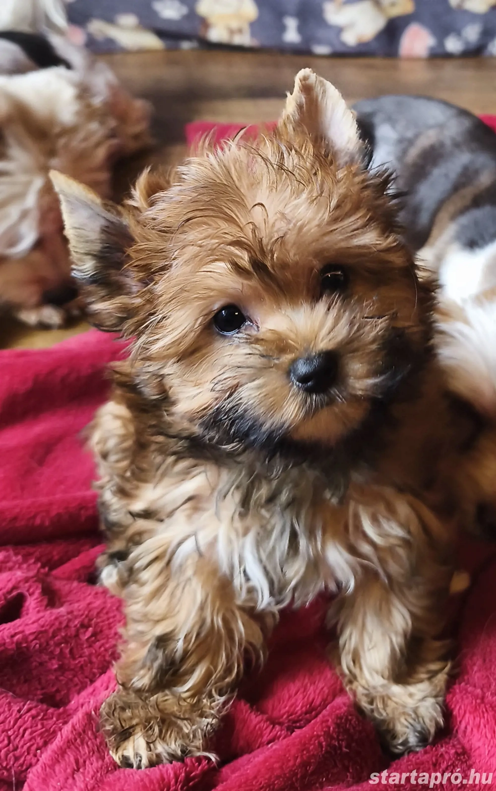 Yorki kisfiú,ocean pearl