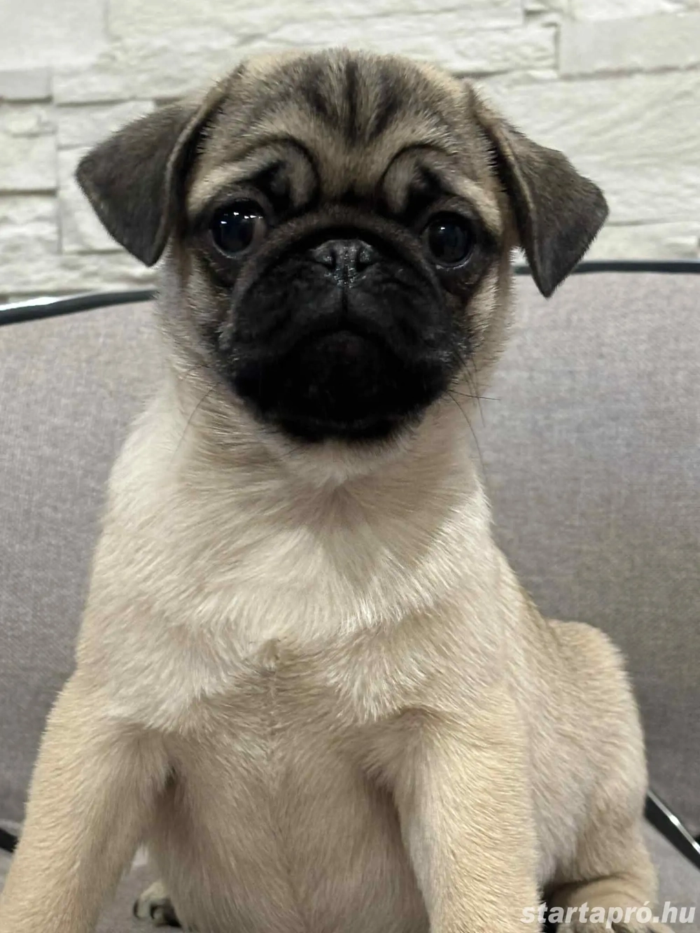 Mopsz kicsi lány eladó