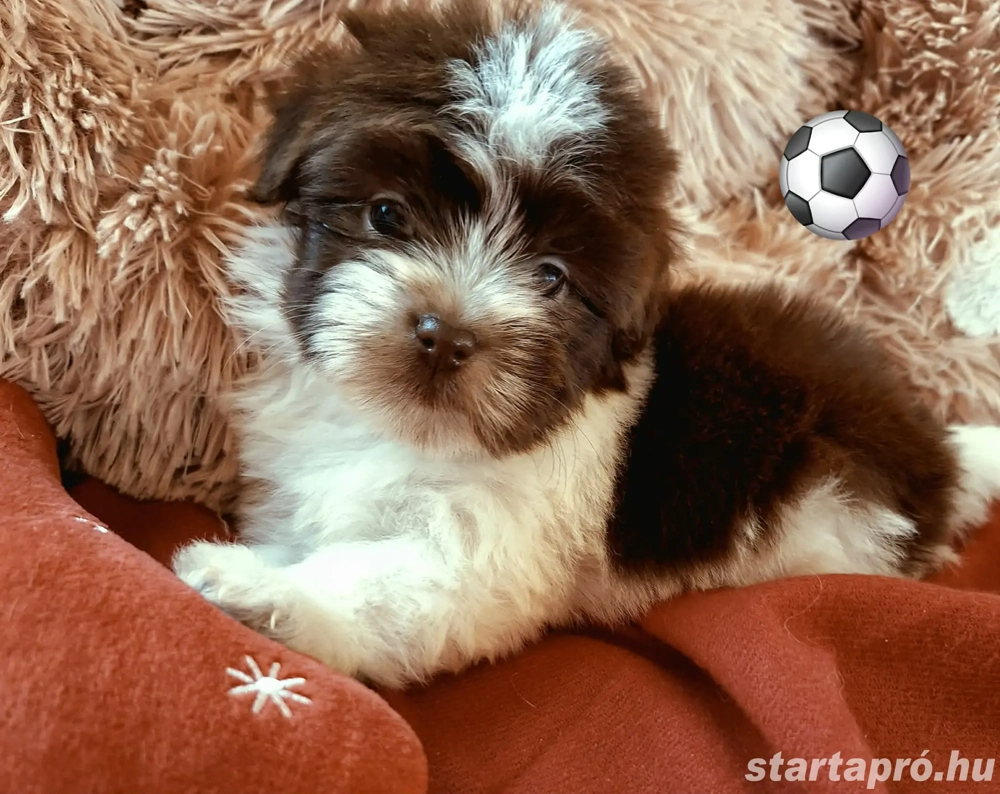 Törzskönyvezett szülöktől álomszép havanese kiskutyusok