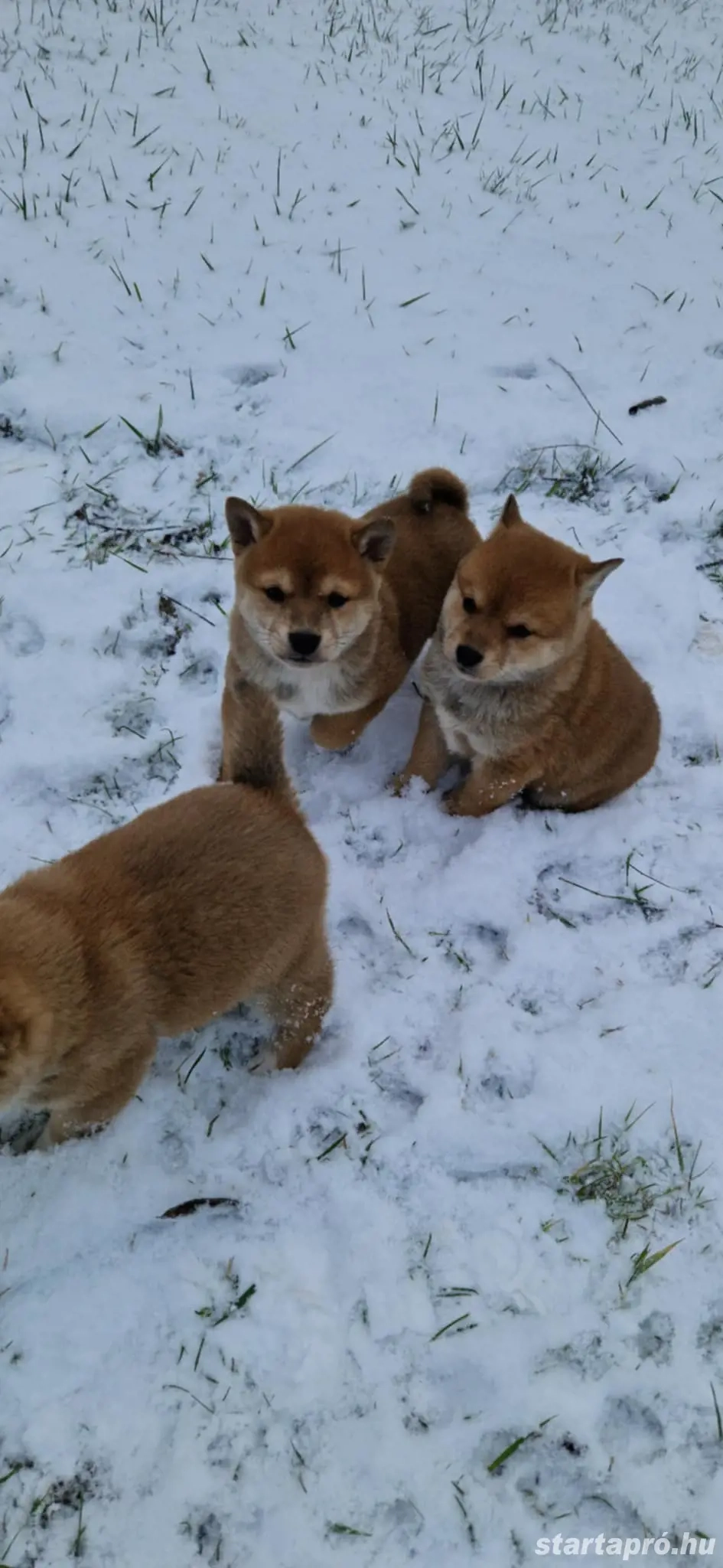 Shiba inu babák