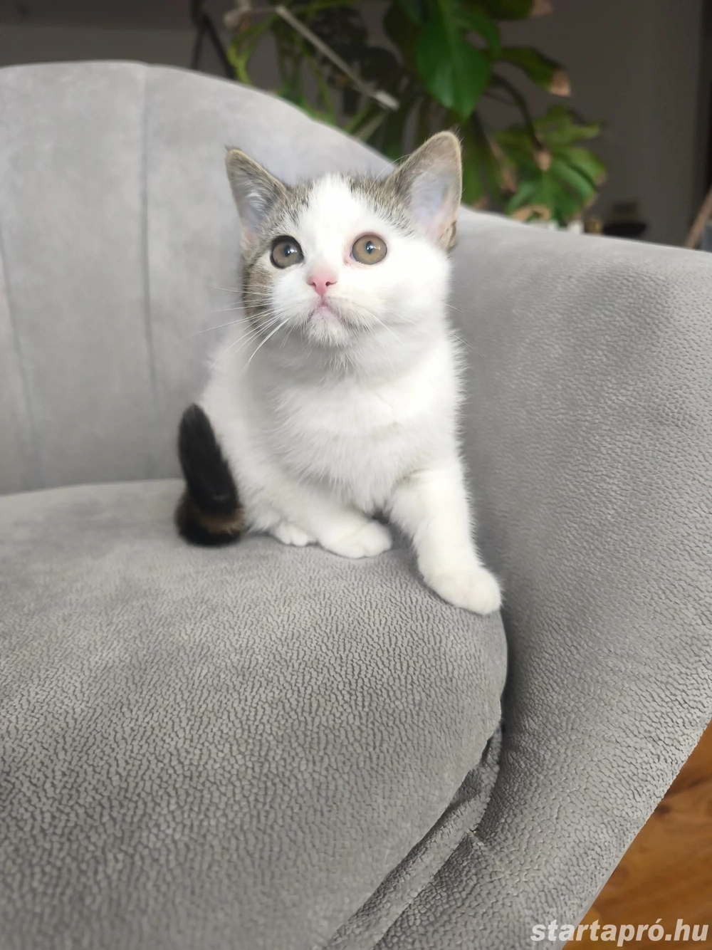 Brit rövid szőrű kislány eladó 