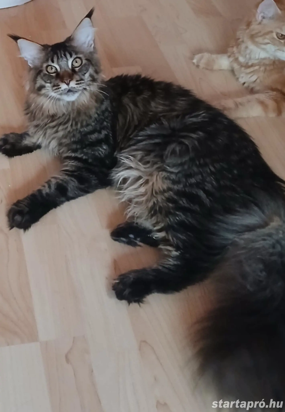 Maine Coon kandúr költözne.