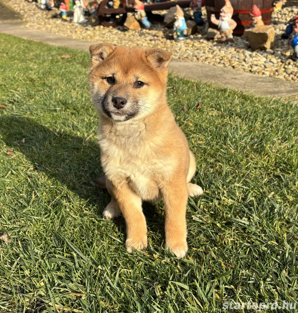 Shiba inu kislány gazdiját keresi 