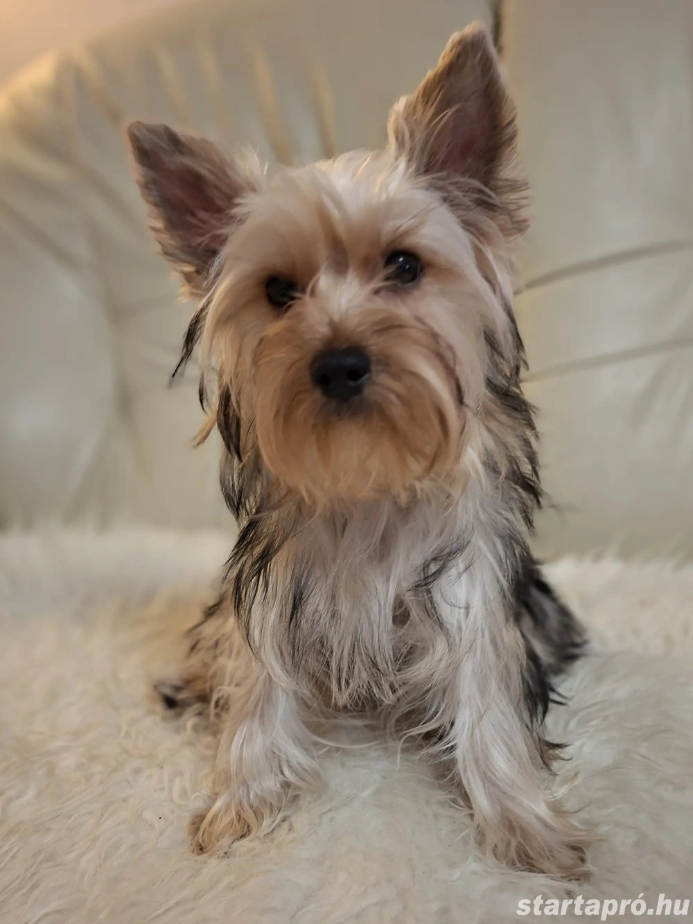 Colorful Yorkshire Terrier