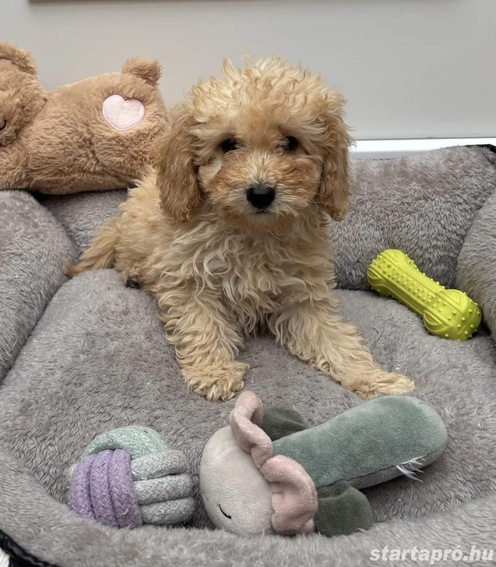 Törpe uszkár kisfiú gazdiját várja 