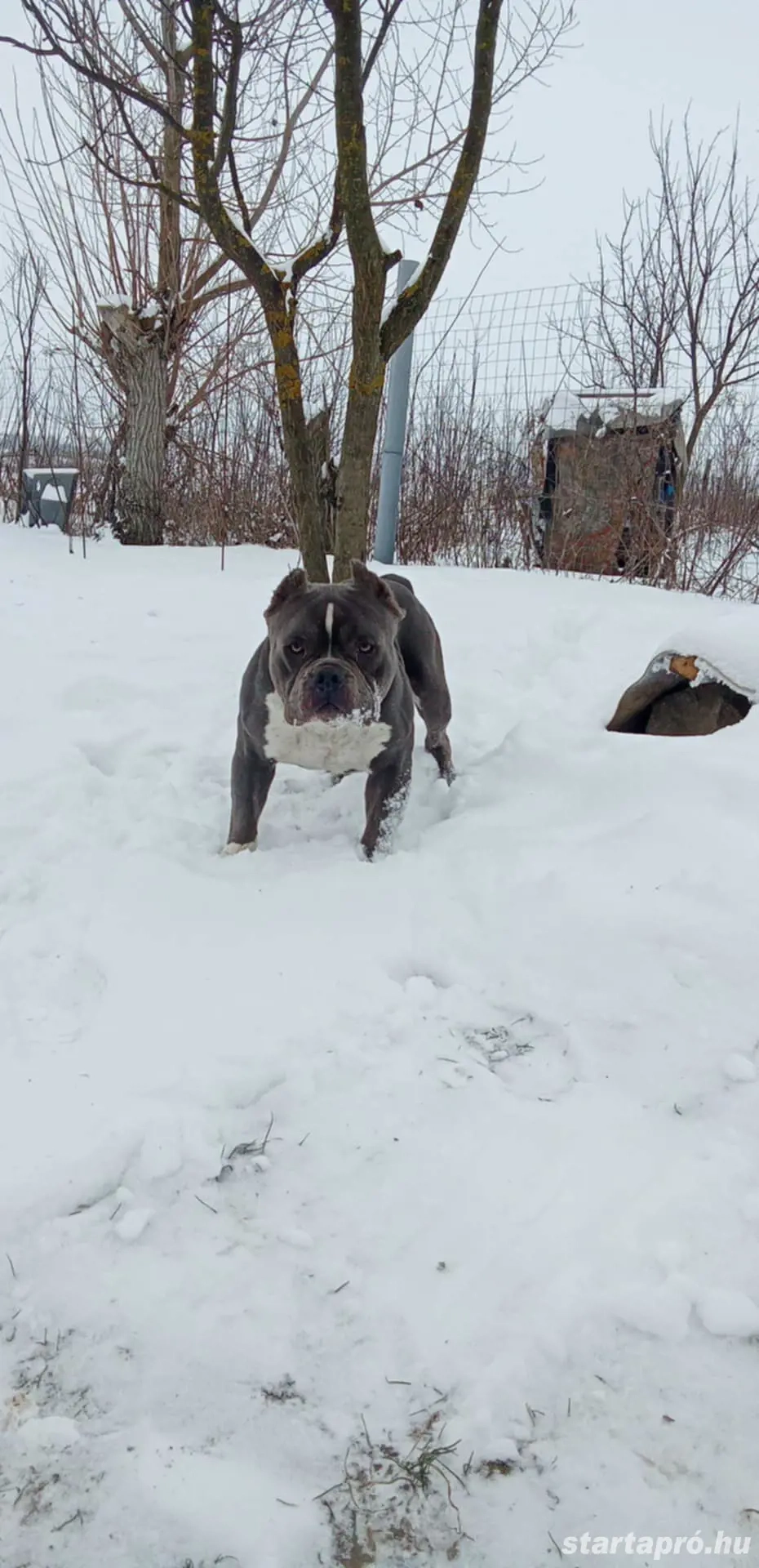 American Bully kan fedez