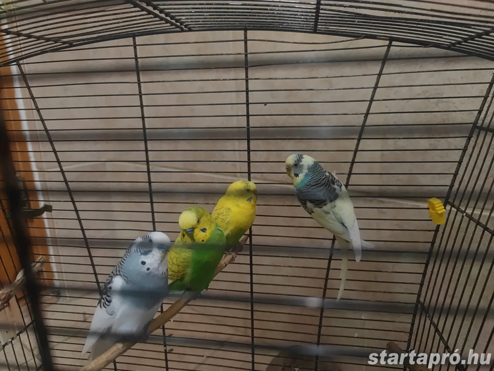 4 papagály+kalitka