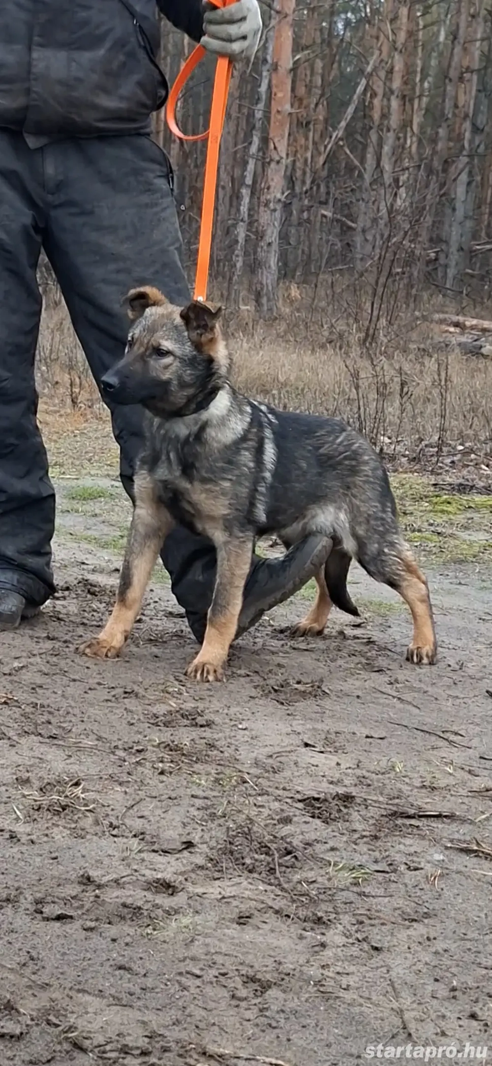 Német juhász belga mali mix munkavonalú szuka kölyök kiskutya eladó