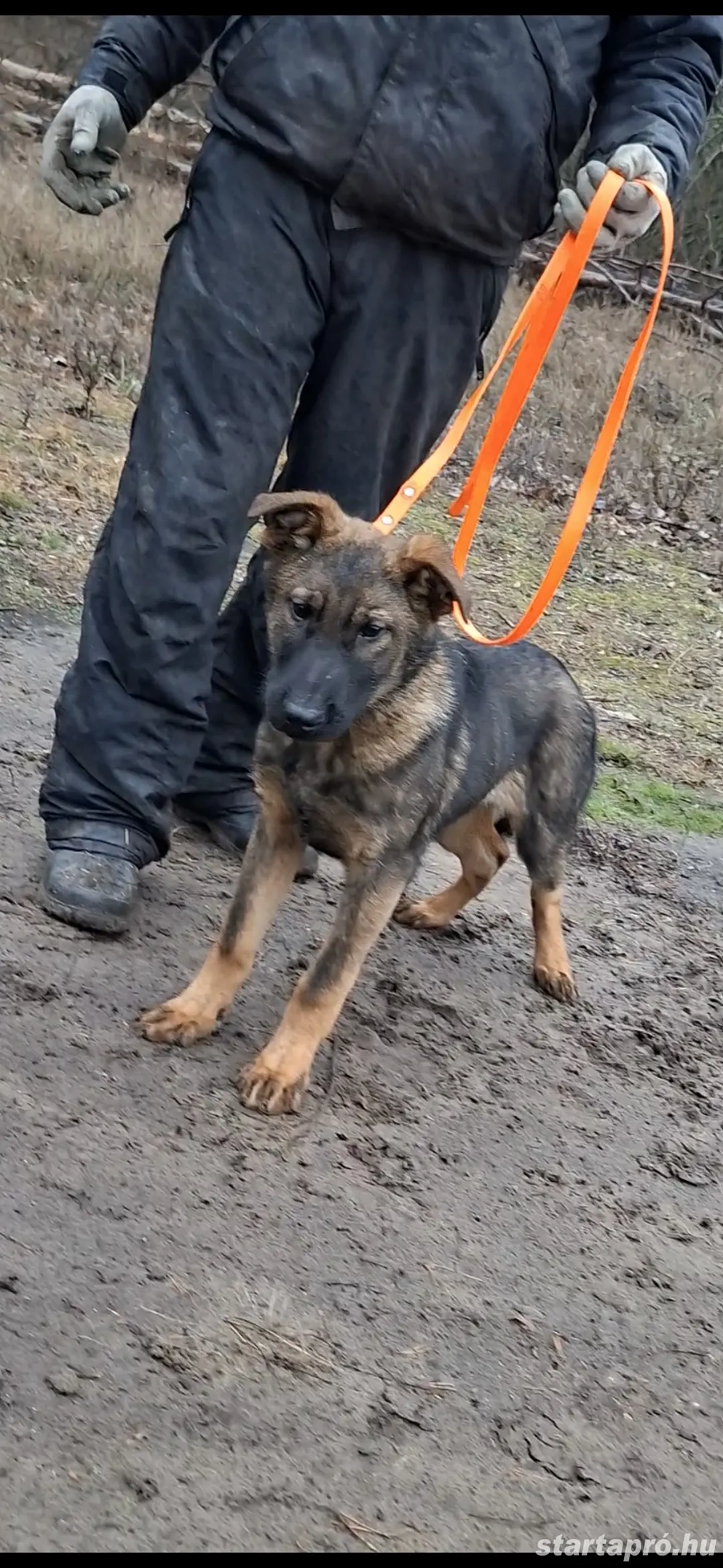 Német juhász belga mali mix kan kölyök kiskutya eladó