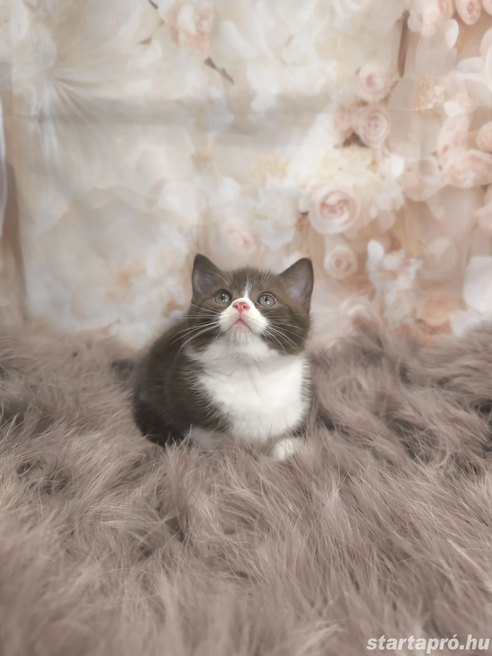 Brit csokoládé bicolour kiskandúrt eladó 