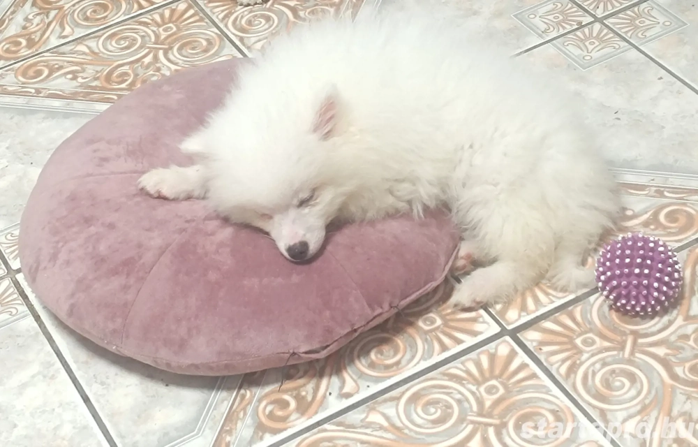 Spicc kisfiu gazdisodna, német spicc , egy szem baba van,hófehér szülőktől.. hófehér kölyök 