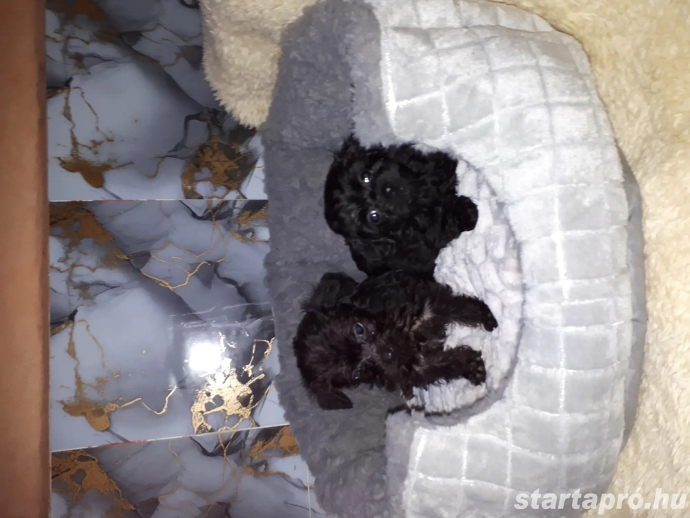 Chipoo hibrid mini kiskutyák eladóak.