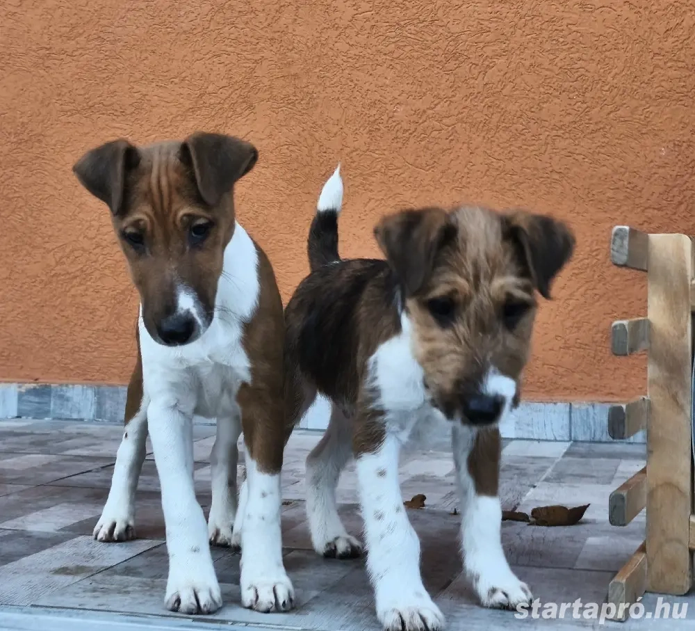 Foxterrier kan kiskuyák eladók